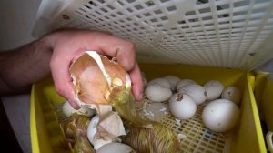 А он всё таки выжил//Двухжелтковое гусиное яйцо