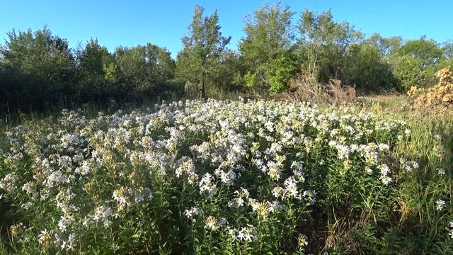 Цветочная поляна из сиреневых цветов даёт красивый вид летом 2021 года смотреть онлайн
