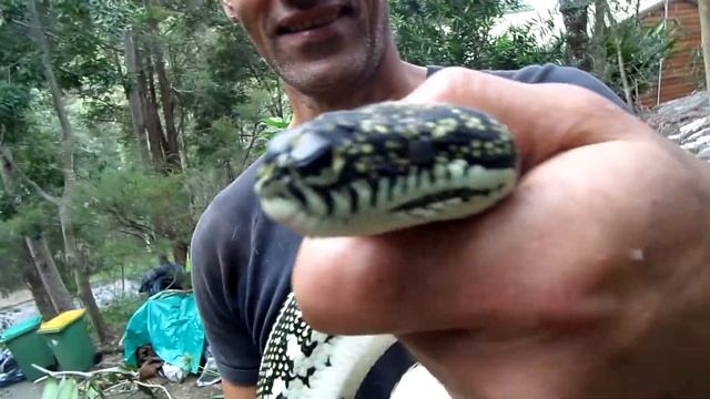 diamond python leroy central coast nsw смотреть онлайн