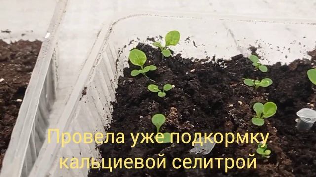 Стратификация земляники, пересадки, всходы ампельной петунии. смотреть онлайн