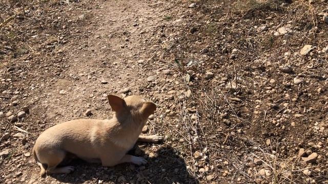 Травма у мини собачки смотреть онлайн