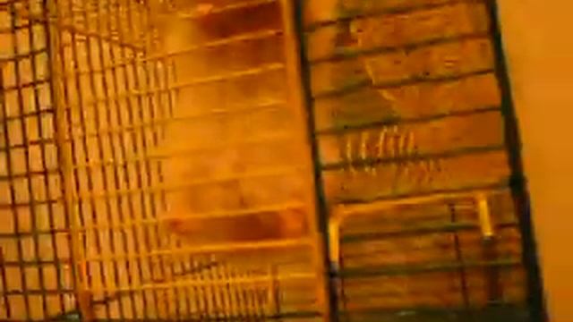 свободу хомякам