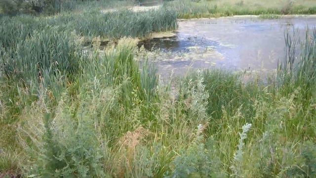Учу легавую аппортировать предметы из воды. смотреть онлайн