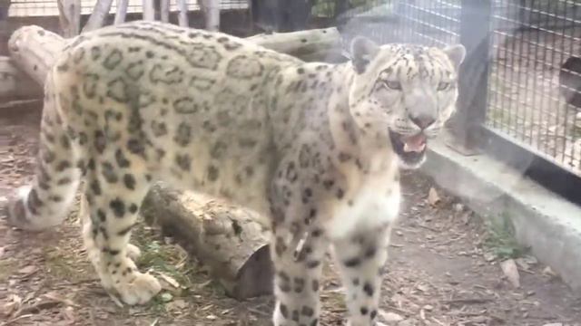 #зоопарк для детей. Гагарин Парк! смотреть онлайн