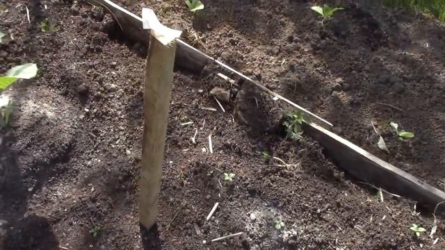 Капуста, бабочки пугают бабочек. смотреть онлайн