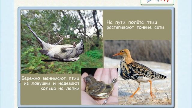 Окружающий мир 2 класс УМК "Перспектива". Тема "Птичьи секреты" смотреть онлайн