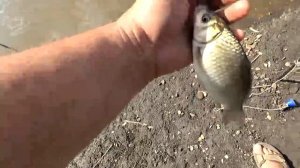 Конопляное масло -секрет активного клева рыбы !