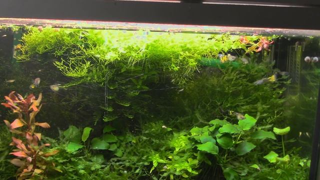 Мои ГУППИ , три линии. Глобальная миграция 1 часть смотреть онлайн