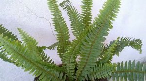 ПАПОРОТНИК НЕФРОЛЕПИС - как ухаживать правильно?