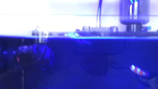 BEAMSWORK 1900 LUMENS LED BLUE ACTINICS смотреть онлайн