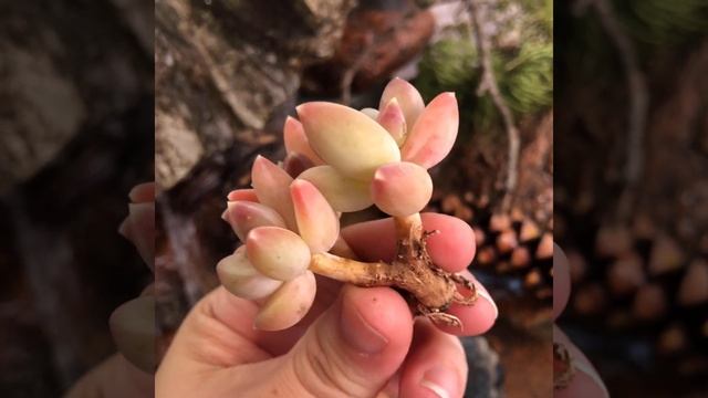 Pachyphytum Compactum Sky Beauty смотреть онлайн