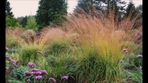 ЛУЧШИЕ ДЕКОРАТИВНЫЕ ЗЛАКИ В ДИЗАЙНЕ САДА. СОЗДАЙТЕ САД СВОЕЙ МЕЧТЫ