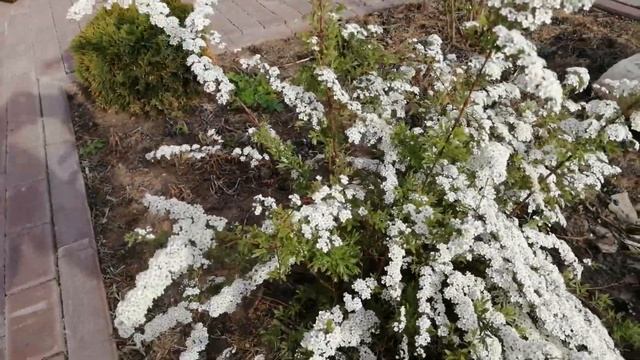 СПИРЕЯ СЕРАЯ Грефшейм ! смотреть онлайн