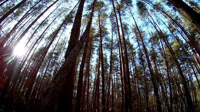 Как падают гнилые сосны смотреть онлайн