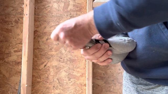 These birds are ? Physical variation one pair of racing pigeons produces in their offspring. смотреть онлайн
