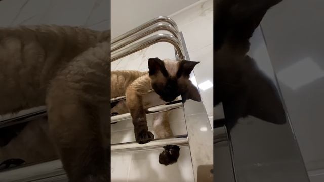 вот повезло мне не дураком родился смотреть онлайн