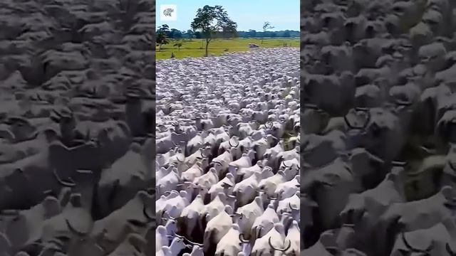 прекрасная корова