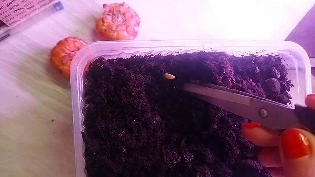 Эксперимент. Детка гладиолуса, посажена в ноябре в лоток.часть 2 смотреть онлайн