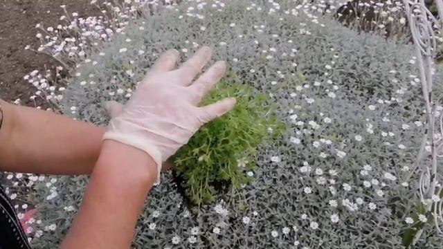 #камнеломка #ухта #многолетниецветы Камнеломка смотреть онлайн