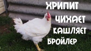 ПОЧЕМУ ХРИПЯТ, ЧИХАЮТ И КАШЛЯЮТ БРОЙЛЕРЫ. ЧТО ДЕЛАТЬ?