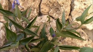 Клематис кустовой, цельнолистный.  Клематис интегрифоли.