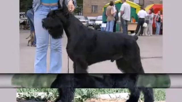 Большие собаки часть 1 Породы собак смотреть онлайн