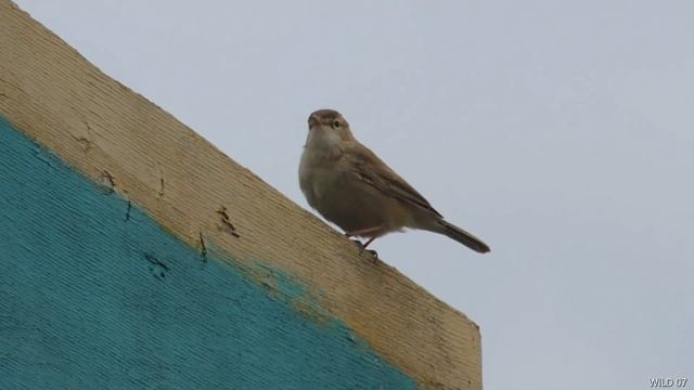 Үлкен міңгірлек. Booted Warbler. Северная бормотушка. смотреть онлайн
