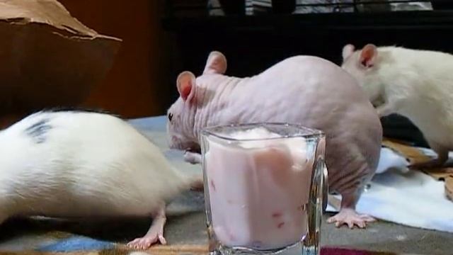 Fancy Rats - Yogurt Time