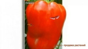 Перец сладкий Винни-Пух (vinni-pukh vinni-pukh) ? обзор: как сажать, семена перца Винни-Пух