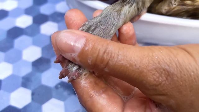 Bebé Mono Bon Bon Nadando Con un Lindo Cachorro y Comiendo Fruta - MONO BONBON ESP смотреть онлайн