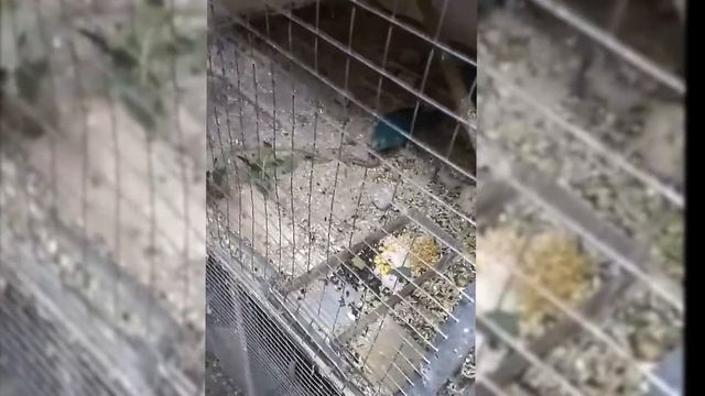 Новозеландский попугай какарик голубой смотреть онлайн