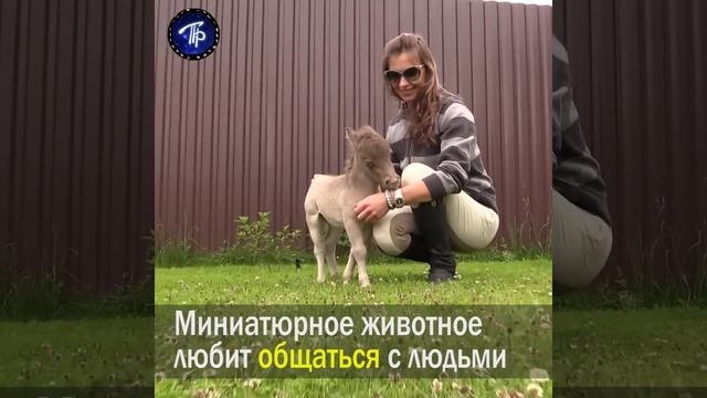 Самый маленький жеребёнок в мире — Гулливер из Ленобласти смотреть онлайн