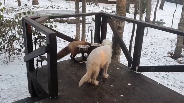 Лиса Алиса Хвостатая Банда смотреть онлайн
