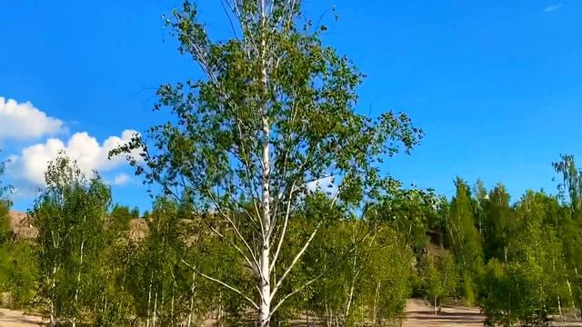 Берёза смотреть онлайн