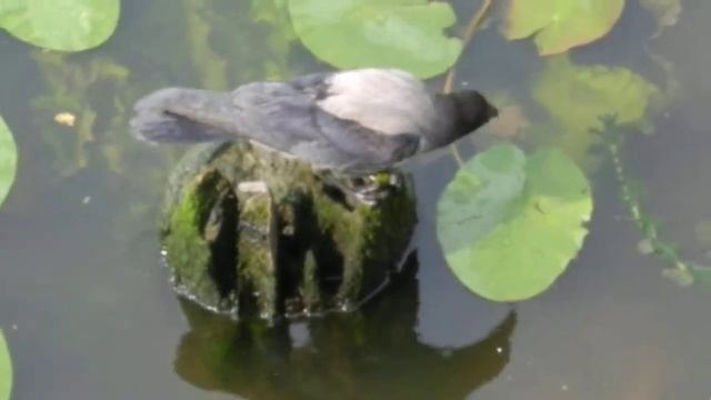 Калининград. Прегель у Рыбной деревни смотреть онлайн