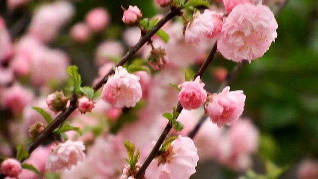 Экзотическое растение. Луизеания. Миндаль трехлопастной / Exotic plant. Luizeaniya. Prunus triloba. смотреть онлайн