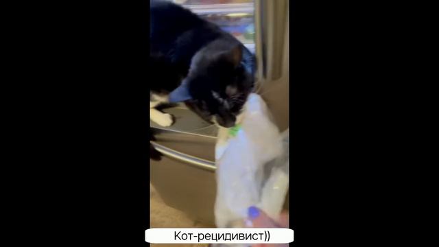 ПРИКОЛЫ С КОТАМИ И СОБАКАМИ 2021 / Приколы со смешными животными / Смешные котики | Подборка #3 смотреть онлайн