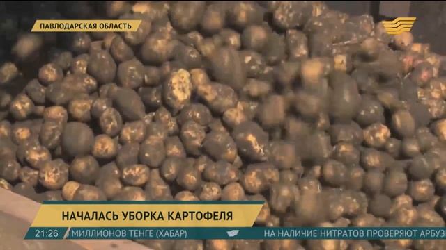 В Павлодарской области началась уборка картофеля смотреть онлайн