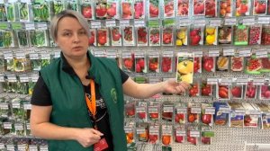 Обзор семян томатов для посадки в теплицу в условиях Сибири!