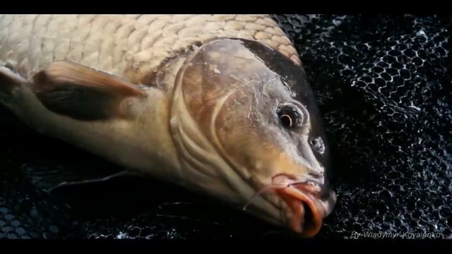 Carp Fishing 2015 Sosnovka 2 смотреть онлайн
