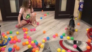 🐶 «ЙОРКШИРСКИЙ ТЕРЬЕР АЙСИ РАЗВЛЕКАЕТСЯ»🐶/Смешные Собаки/Приколы с животными.
