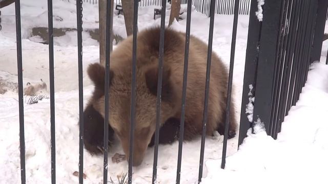 Зима... Спят все бурые медведи - не спит один Алтай смотреть онлайн
