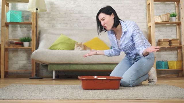 Should You Get a MALE or FEMALE Cat? смотреть онлайн