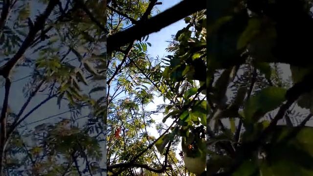 сбор антоновки на зимнее хранение смотреть онлайн