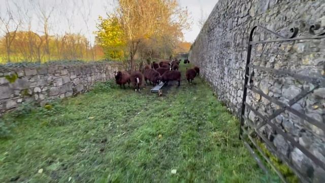 Loads of cat appear in todays video, also horses, sheep, dogs & alpaca смотреть онлайн
