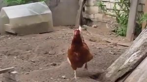 Доход от кур несушек за 2 года   полный расчёт   бизнес   птицеводство