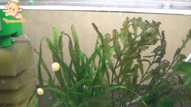 Размножение тритонов. Как разводить тритонов. смотреть онлайн