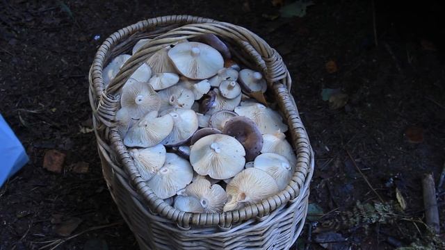 Квартальные столбы помогут не заблудиться в Курортном лесопарке смотреть онлайн