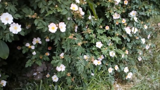 18 июня. Дорофеев день. ПЕРВАЯ САМАЯ КОРОТКАЯ НОЧЬ/Народные приметы смотреть онлайн