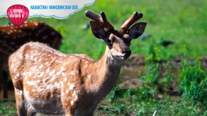 Целебные рога марала и насладиться красотой природы. Пять причин поехать в Боровое